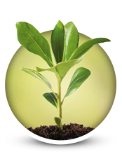 Biostimulants